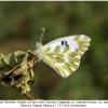 pontia chloridice female1